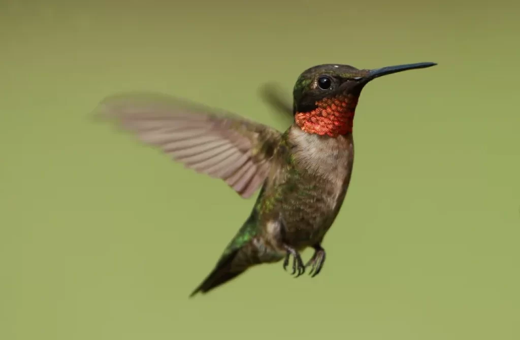 Ruby-throated hummingbird flying