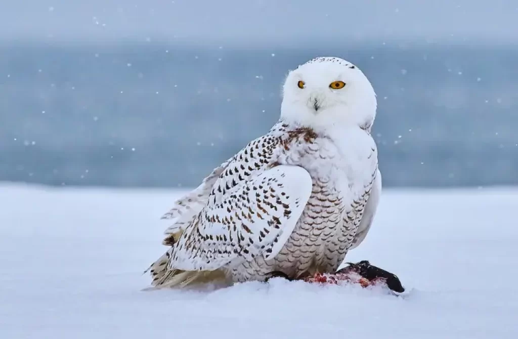 a Snowy Owl in the snow feeding on its prey
