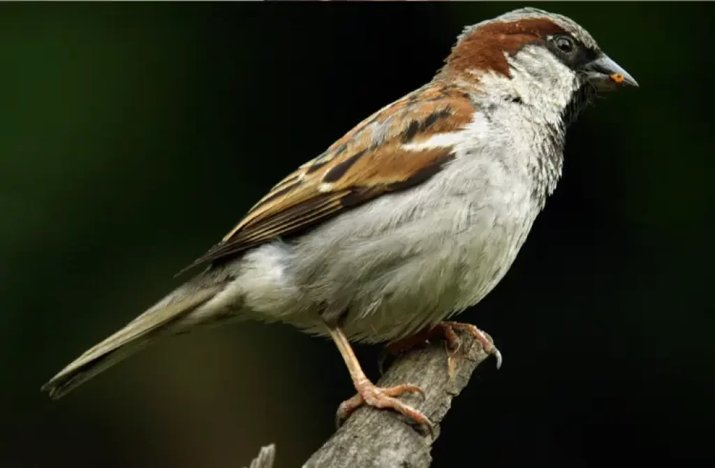 Sparrow standing atop a stone, with a greenish-yellow blurred background.