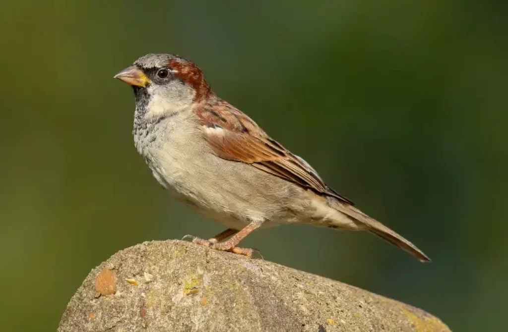 Side view of a sparrow showcasing its vibrant feather patterns, perched on a twig in front of a dark green background.