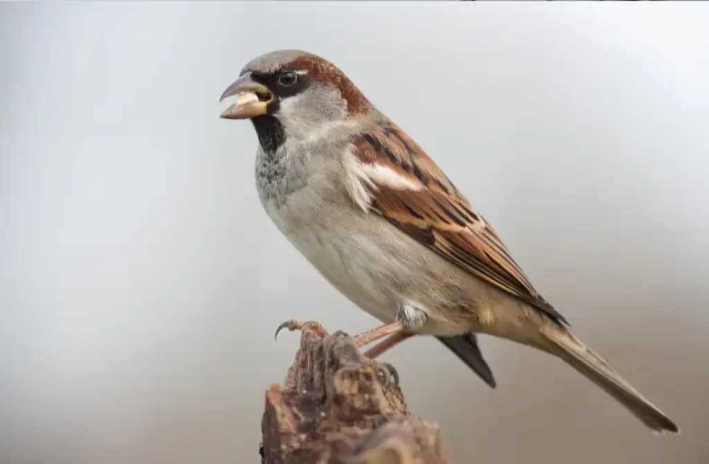 Close-up of a sparrow with its beak slightly open, standing on a rugged wooden surface.