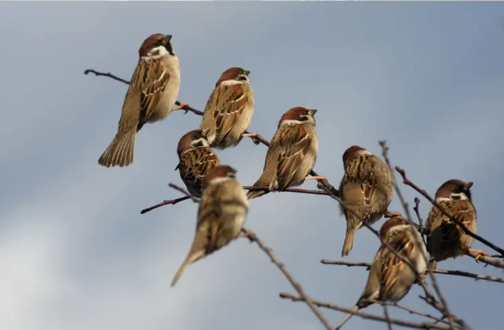 A group of sparrows perched on thin branches against a cloudy sky.