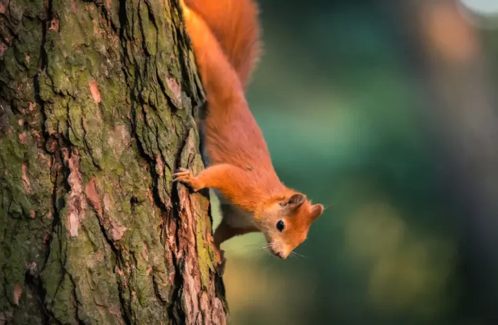 Red squirrel clinging to the bark of a tree with a blurred green background.