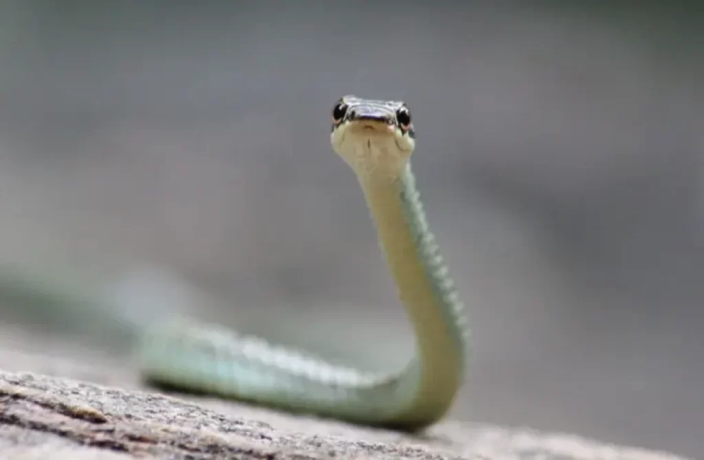 Close-up of a light-green snake with focused eyes, set against a muted backdrop.