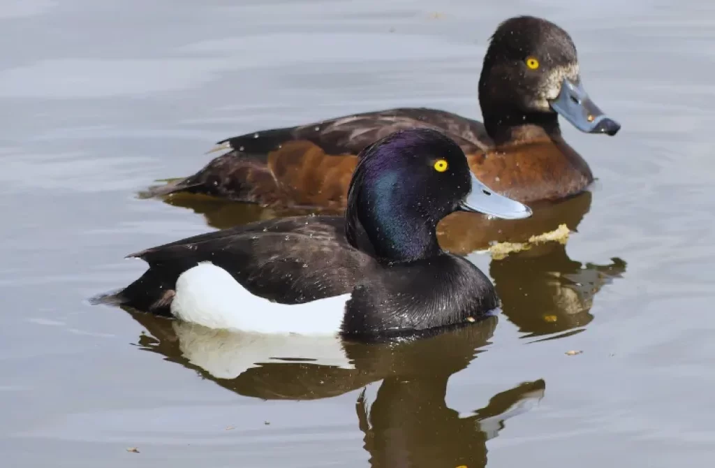Tufted Ducks swimming in calm waters, with a prominent male showcasing its black and white plumage in the foreground.