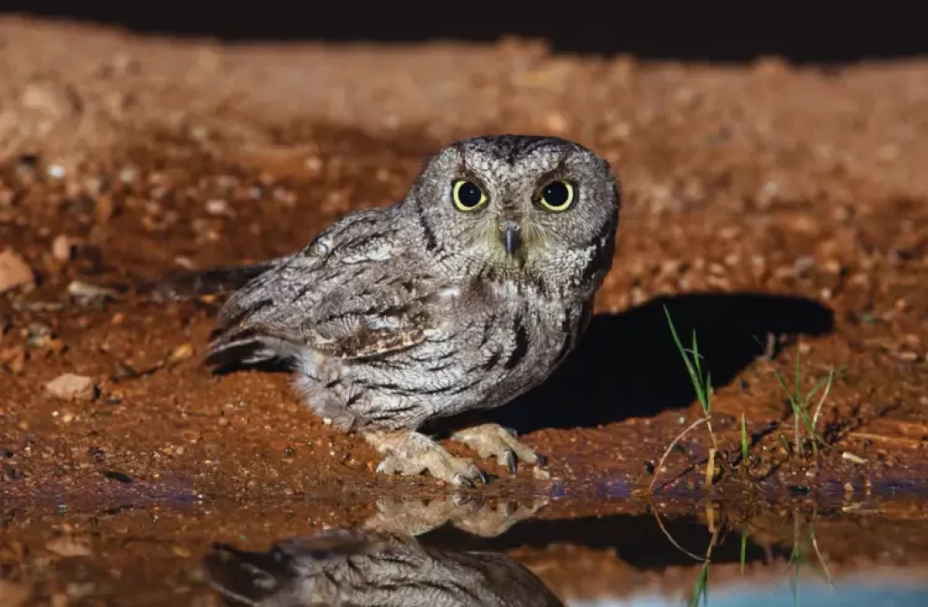 A Western Screech Owl  next to a pond of water