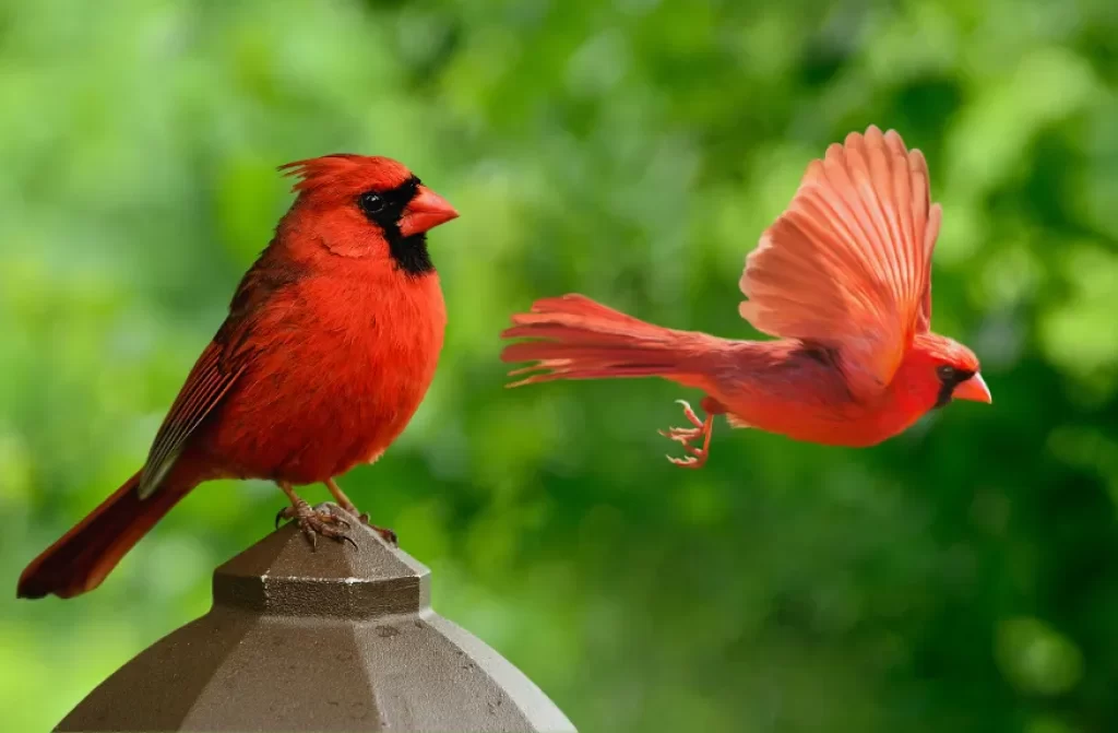 Vibrant red cardinal sitting on a gray post, with another cardinal flying with outstretched wings in the background.