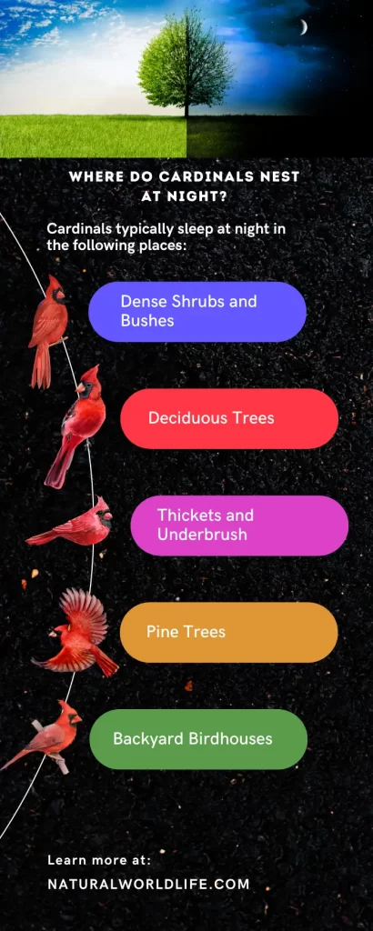 Infographic depicting a tree against a night sky