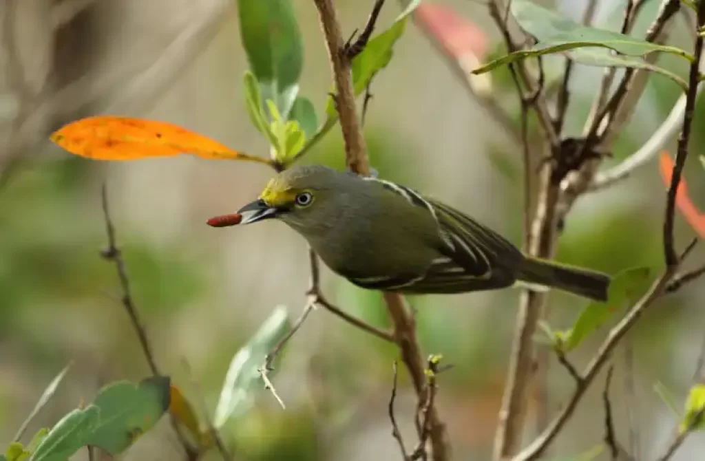 A White-eyed Vireo perched on a branch, holding a berry in its beak amidst foliage.