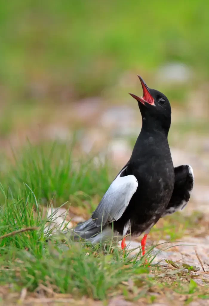 White-winged Black Tern with open beak, standing on grassy ground.