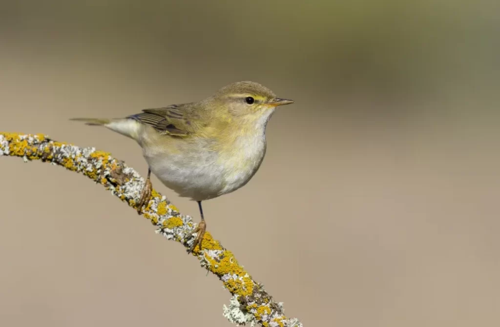 Willow Warbler perched on a lichen-covered twig, displaying its delicate yellow and green plumage.