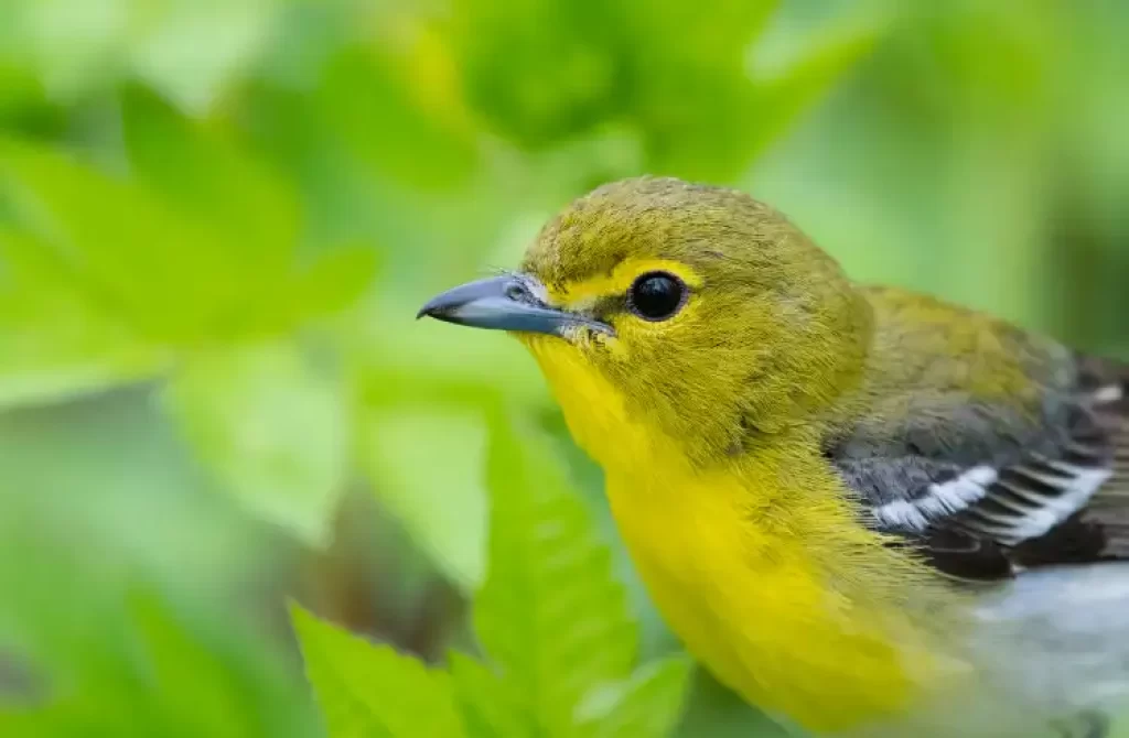 Yellow-throated Vireo surrounded by green foliage