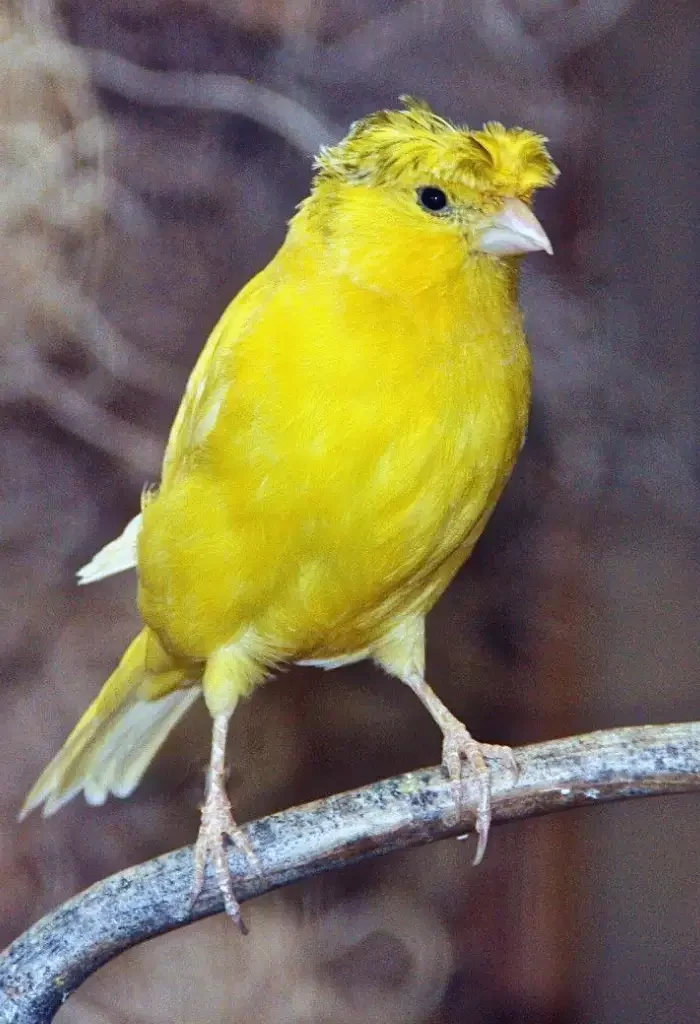 Vibrant yellow crested canary on a twig.