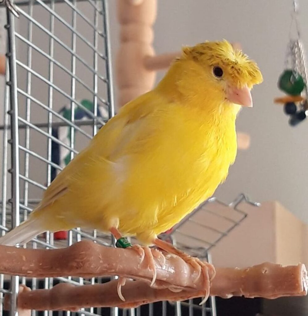 Vibrant yellow Crested Canary perched on a cage branch, looking curious and alert.