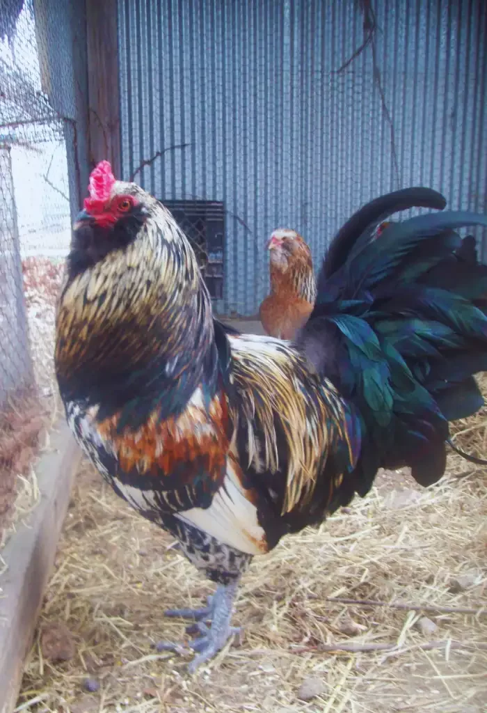 Adult male Easter Egger rooster with vibrant plumage, standing in a coop with a hen in the background.