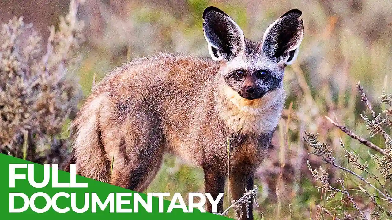 Documentary: Animal’s Super Senses – Hearing