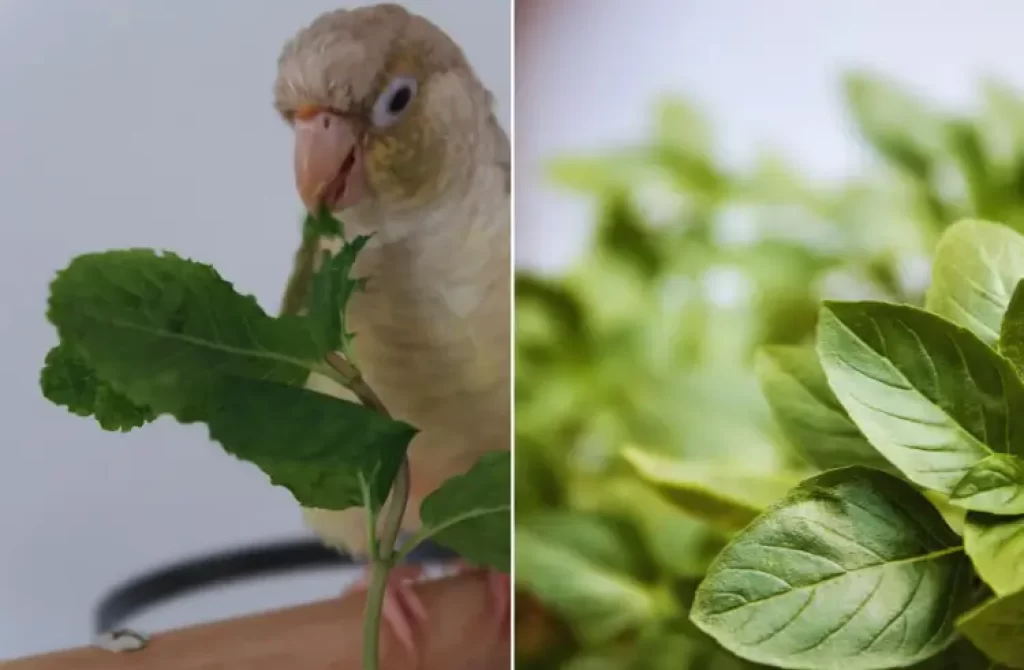 Parrot nibbling on a leaf juxtaposed with a close-up of green leaves.