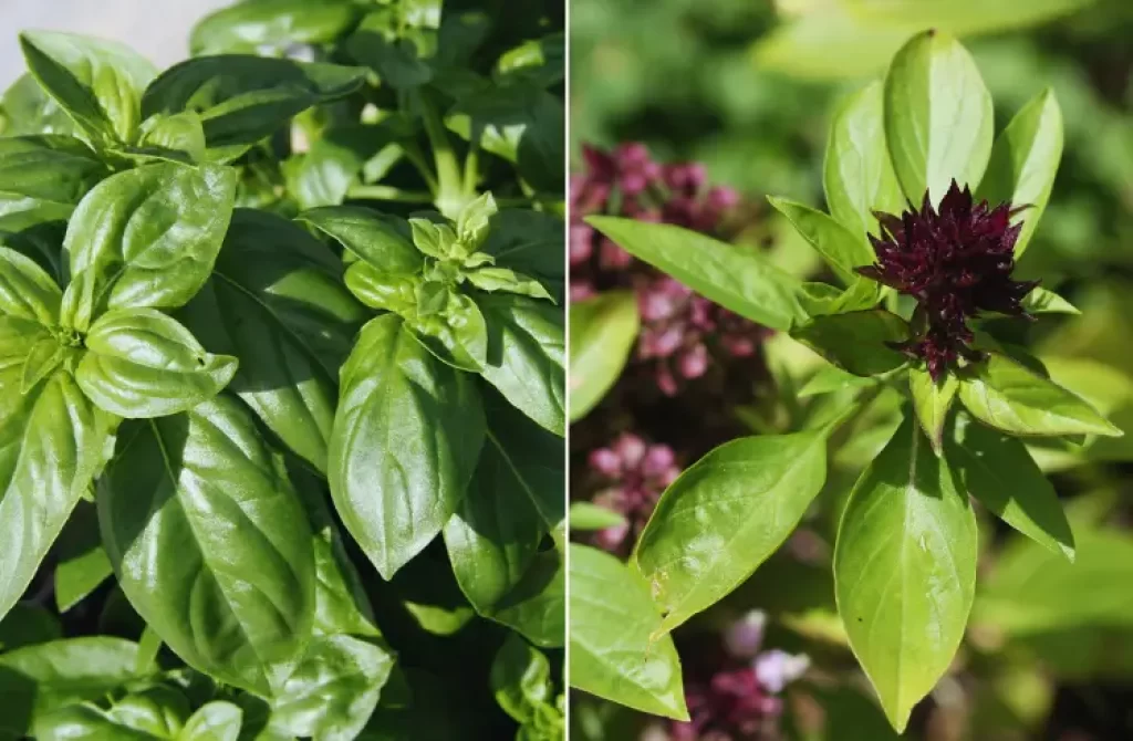 Green basil leaves on the left and basil with dark purple flowers on the right