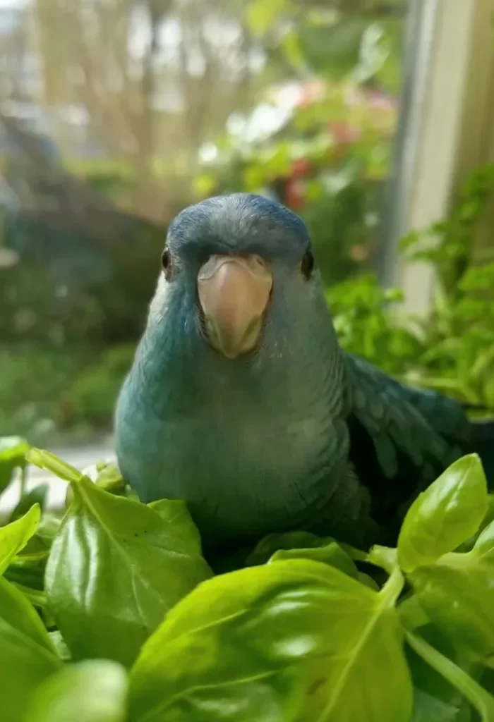 Blue parrot close-up with vibrant green basil leaves.