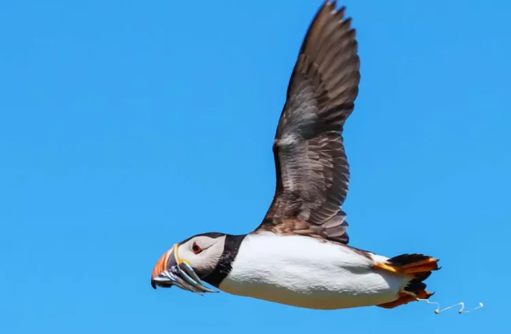 Puffin in mid-flight against a clear blue sky, carrying fish in its beak.