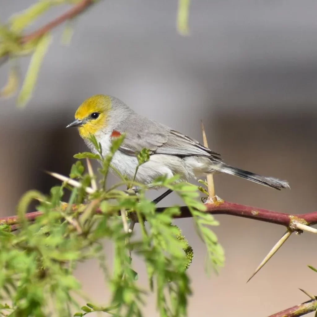Gray bird with a yellow face perched on a branch amid green foliage.