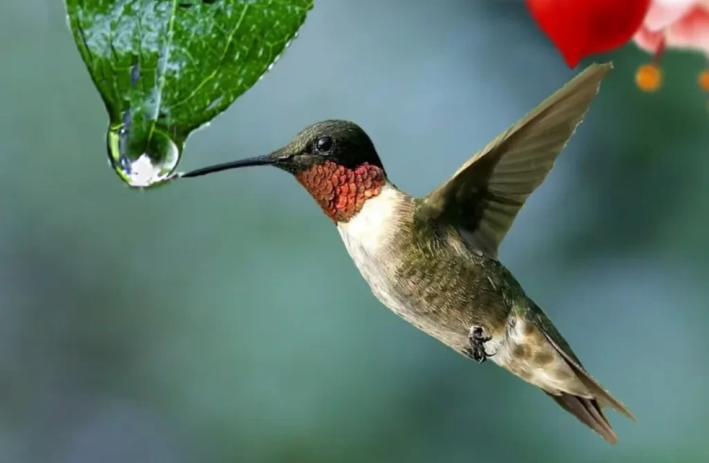 A hummingbird approaching a droplet of water on a leaf
