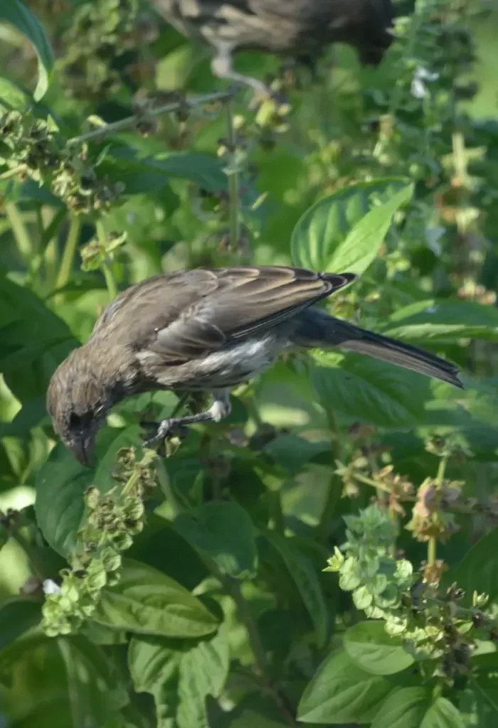 Bird perched on basil plant, foraging for seeds.