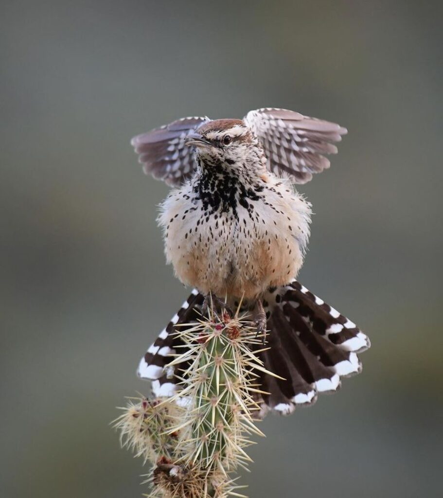 Cactus Wren perched on a spiky cactus, spreading its wings.