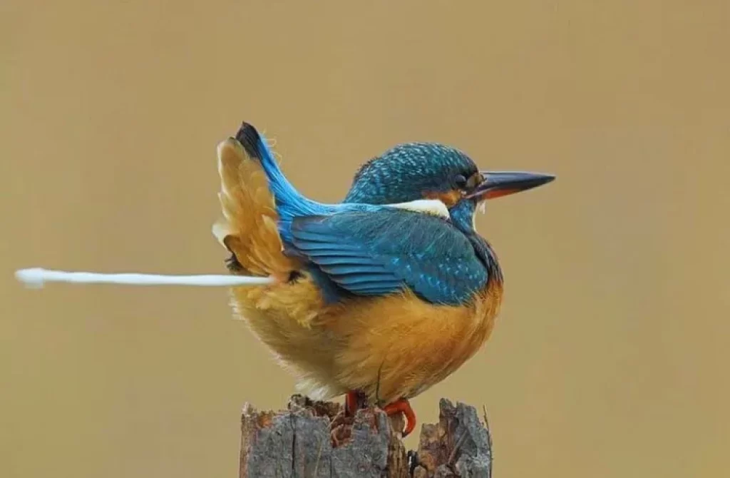 Kingfisher bird perched on a stump, releasing droppings with vibrant blue wings displayed.