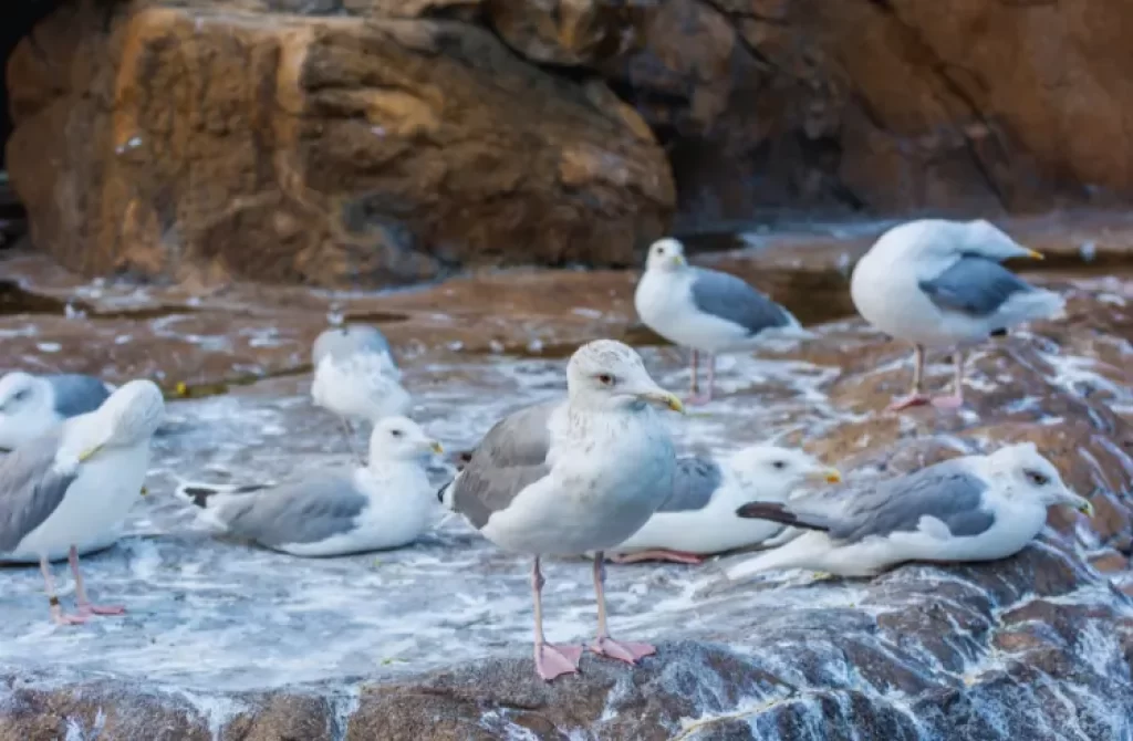 Seagulls perched on rocky shoreline, potential culprits of aerial droppings.