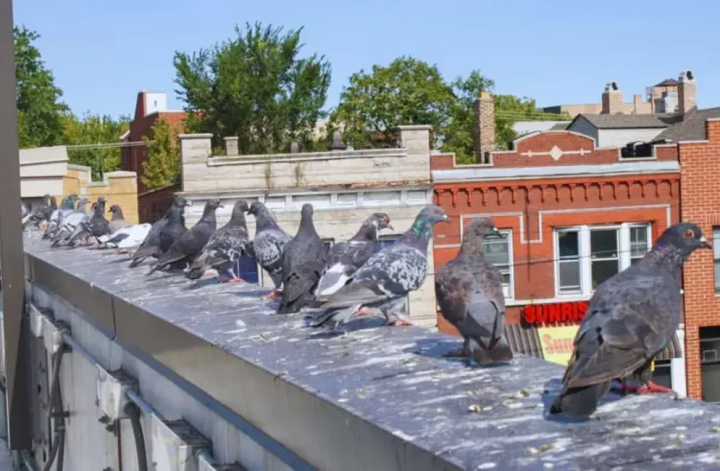 Flock of pigeons perched on a city building ledge, overlooking urban rooftops.