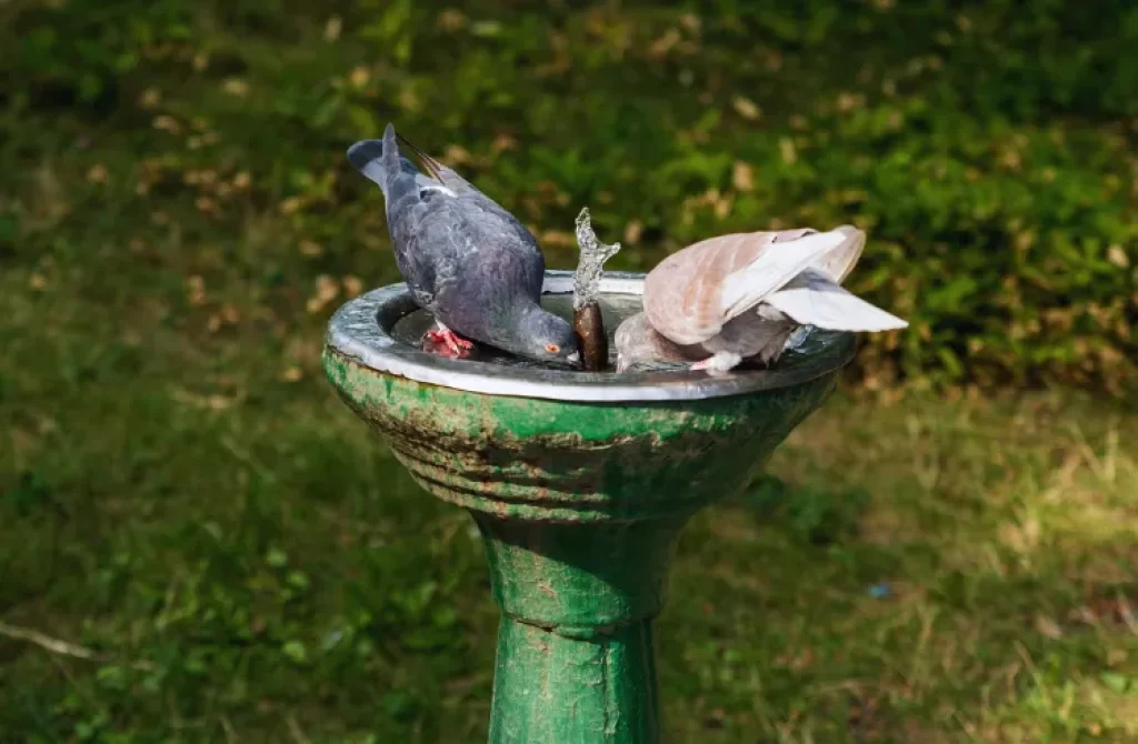 Pigeons drinking water from a garden fountain.