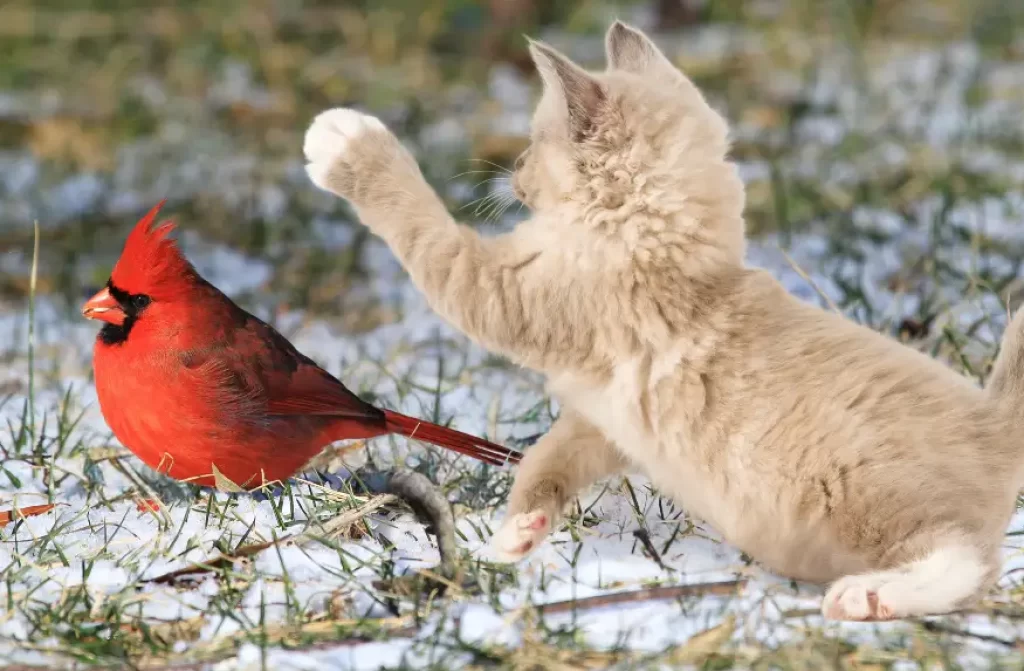 Vibrant red cardinal bird on snow-covered ground, narrowly evading an attacking light-furred kitten.