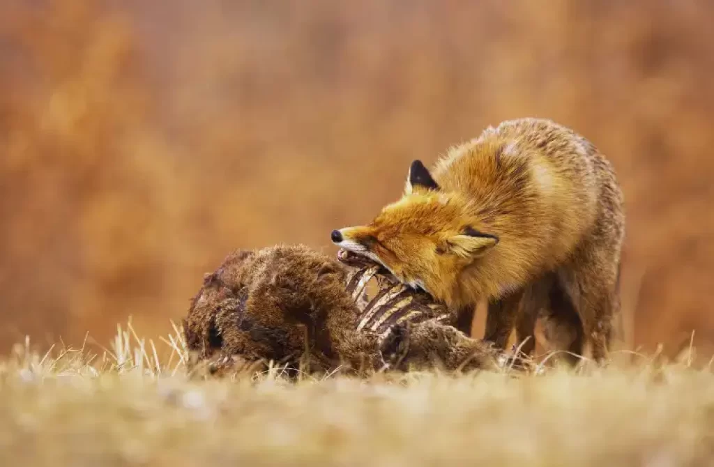 Fox feasting on prey in a golden field.