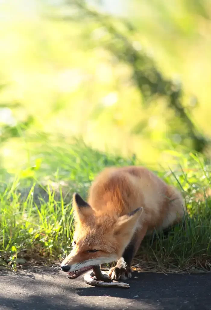 Fox eating a snake on a sunlit path.
