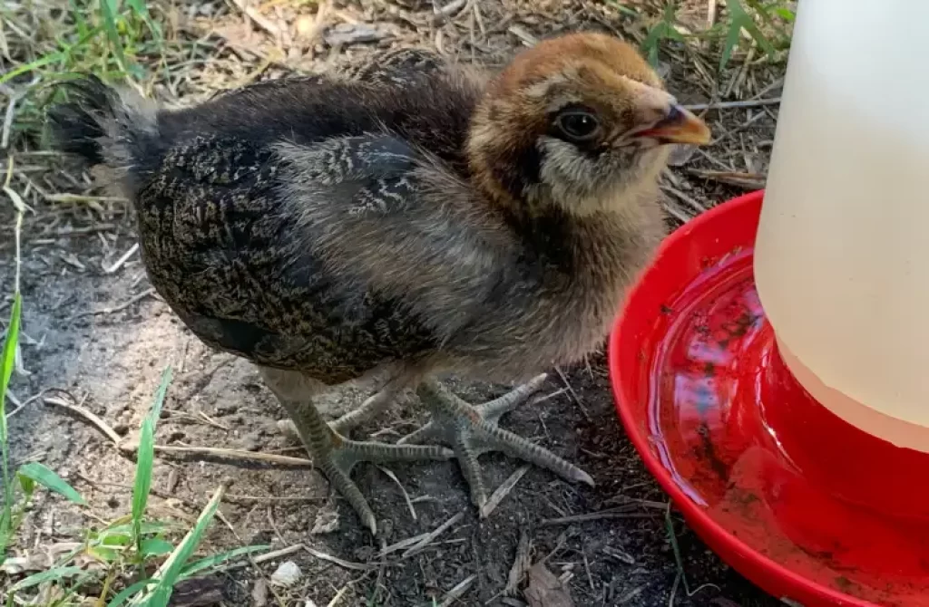 Young male Easter Egger chick by a water feeder.
