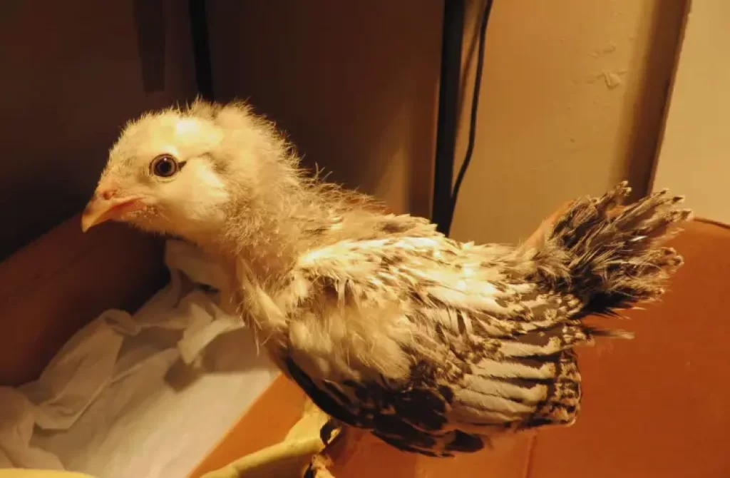 Fluffy male Easter Egger chick under warm lighting.