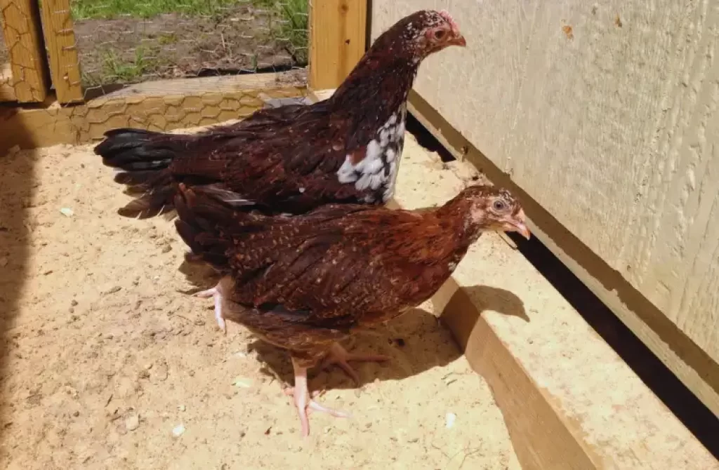 Two male Easter Egger chickens in a sandy coop.