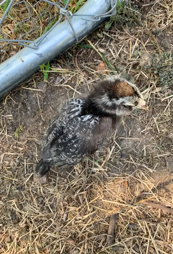Young male Easter Egger chicken beside a metal pipe on straw-covered ground.