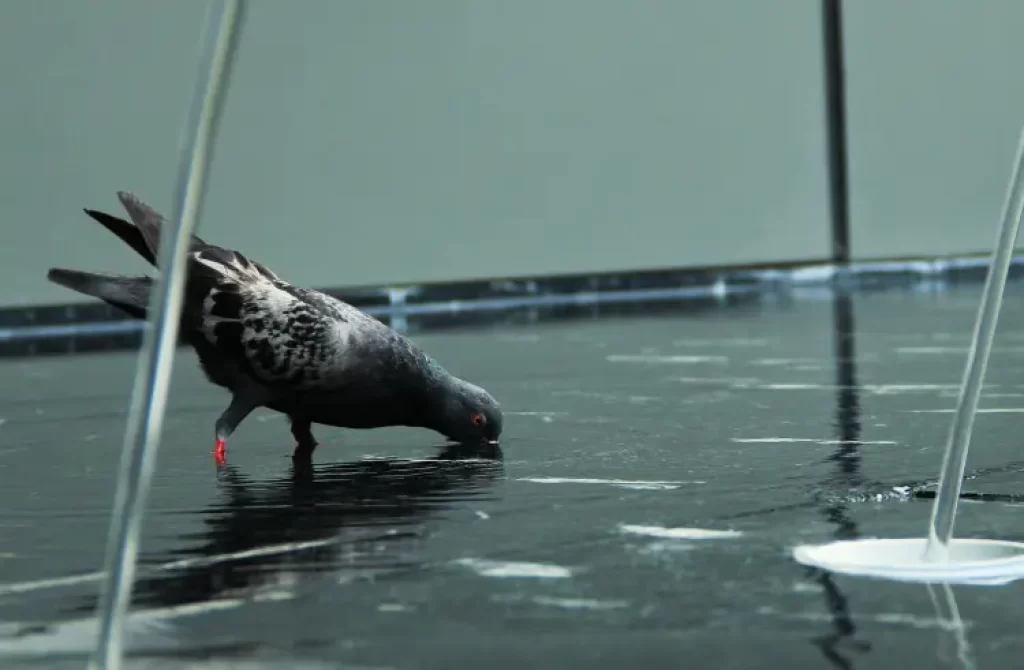 Pigeon drinking water on a glossy surface with metal poles nearby.