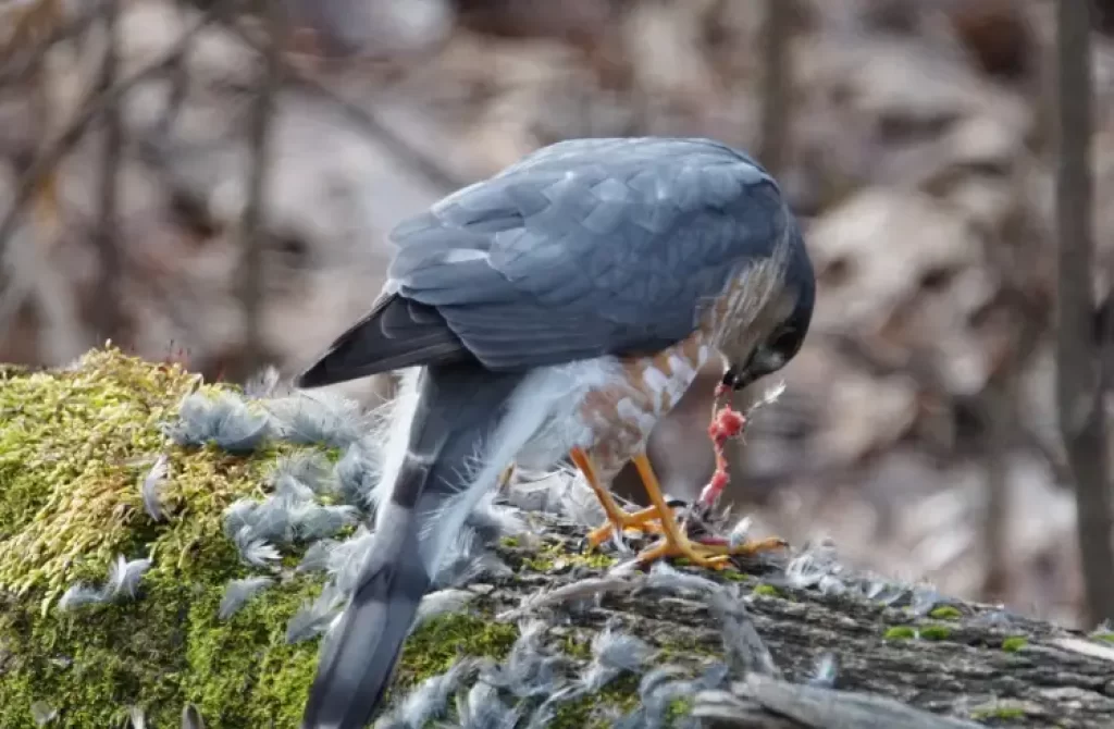 Predatory bird perched on a mossy branch, feasting on a small prey with scattered feathers.