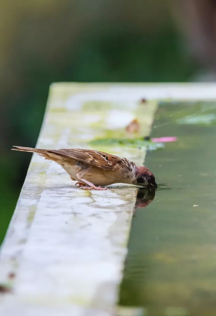 A sparrow drinking water from a ledge or surface.